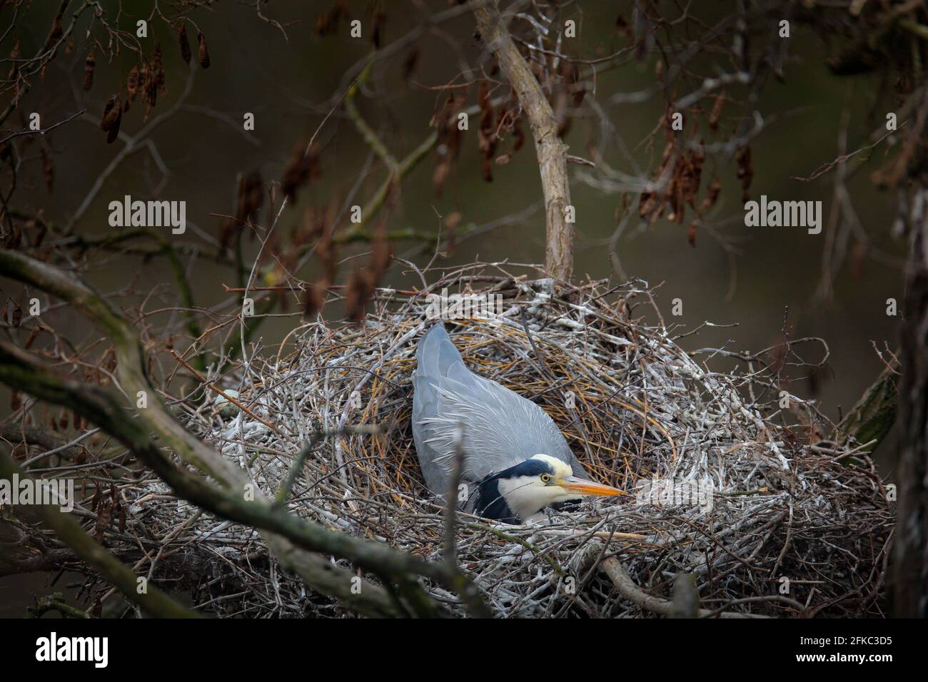 Airone grigio, Ardea cinerea, nel nido con cinque uova, tempo di nidificazione. Fauna selvatica scena animale dalla natura. Periodo di nidificazione primaverile con l'uccello. Foto Stock