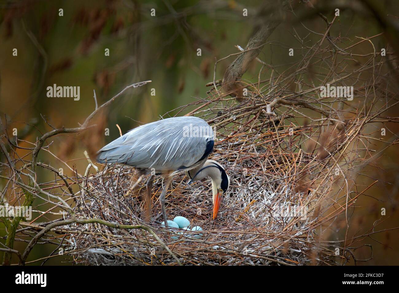 Airone grigio, Ardea cinerea, nel nido con cinque uova, tempo di nidificazione. Fauna selvatica scena animale dalla natura. Periodo di nidificazione primaverile con l'uccello. Foto Stock