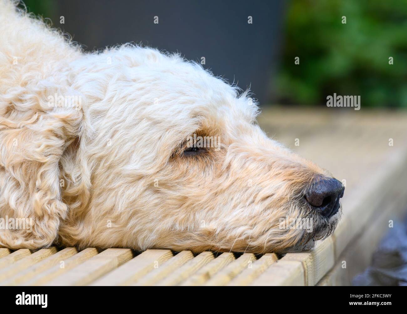 Primo piano della testa (vista laterale) del simpatico cane Labradoodle beige, sdraiato su un po 'di legno di Decking Foto Stock