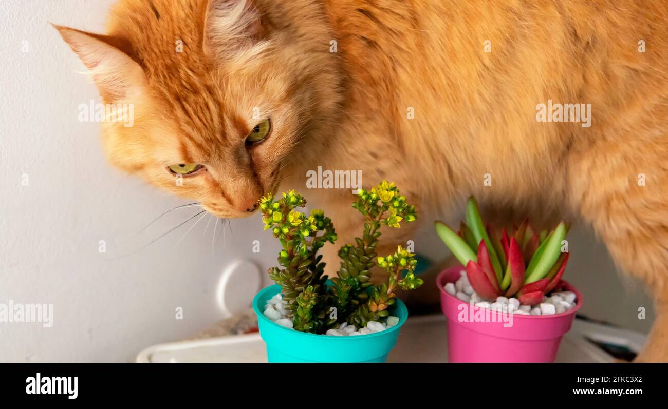 Vista ravvicinata di un paio di piante colorate e piccole succulente nelle loro pentole in fase di esame da un curioso gatto zenzero. Posizionato sopra un tavolo. Presa in Foto Stock