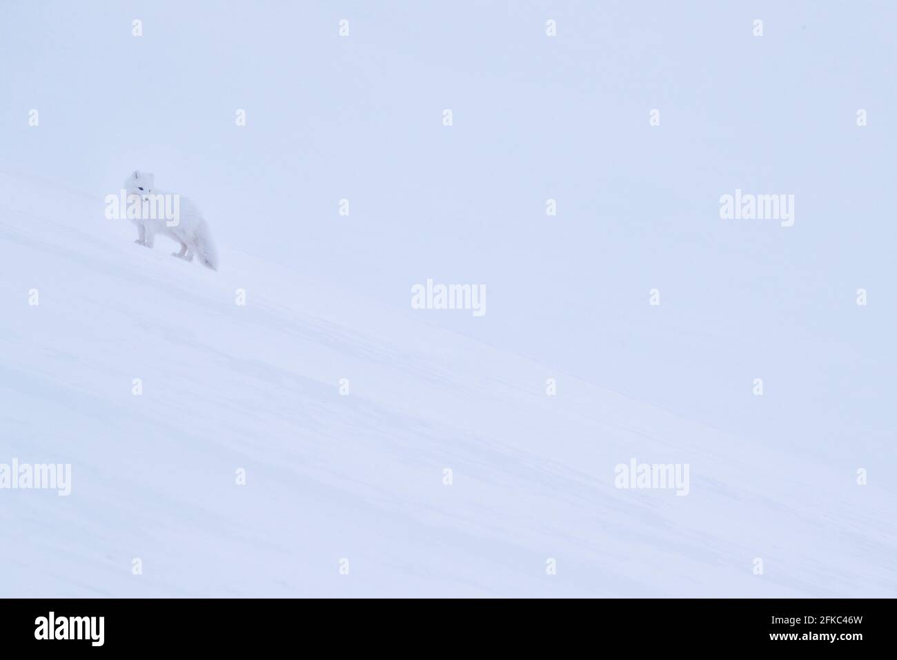 Volpe polare in habitat, paesaggio invernale, Svalbard, Norvegia. Bellissimo animale bianco nella neve. Scena d'azione della fauna selvatica dalla natura, Vulpes lagopus, viso Foto Stock