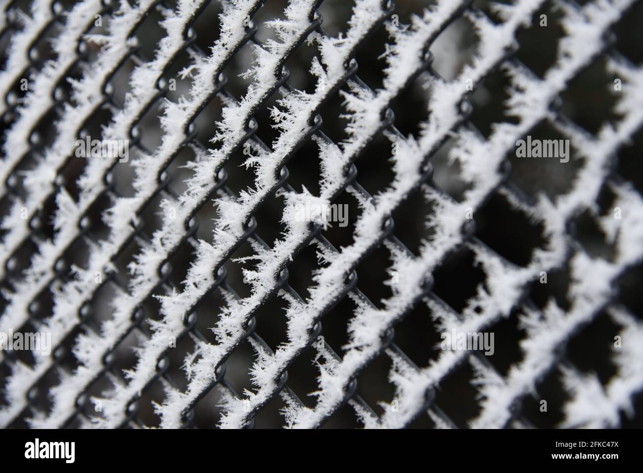 Brina sulla griglia di recinzione presa a Százhalombatta, Pest megye, Ungheria Foto Stock