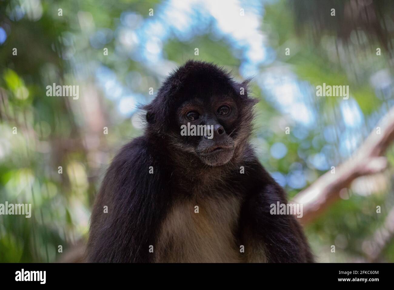 Spider Monkey Foto Stock