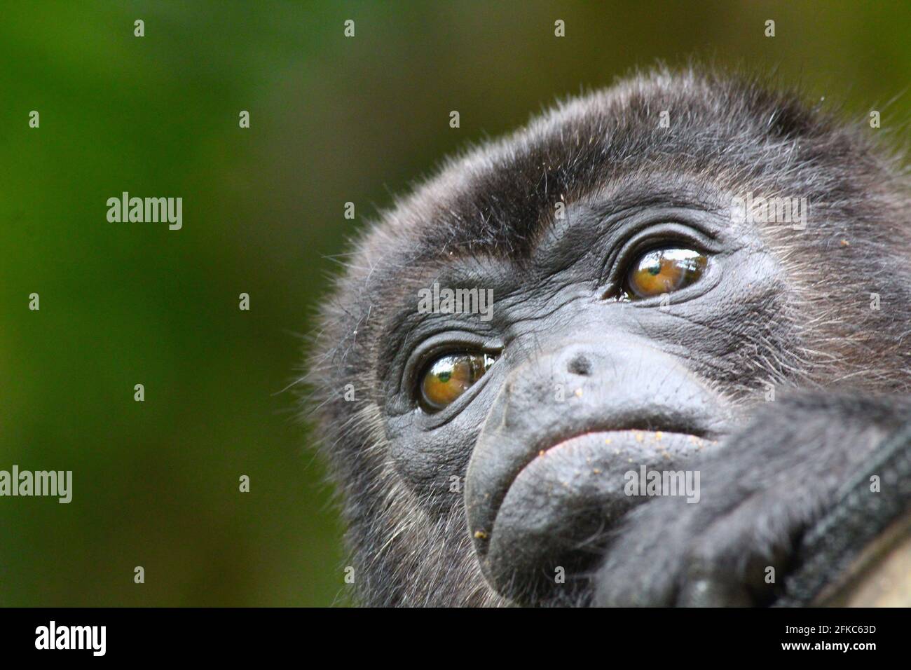 Howler Monkey Vicky Foto Stock