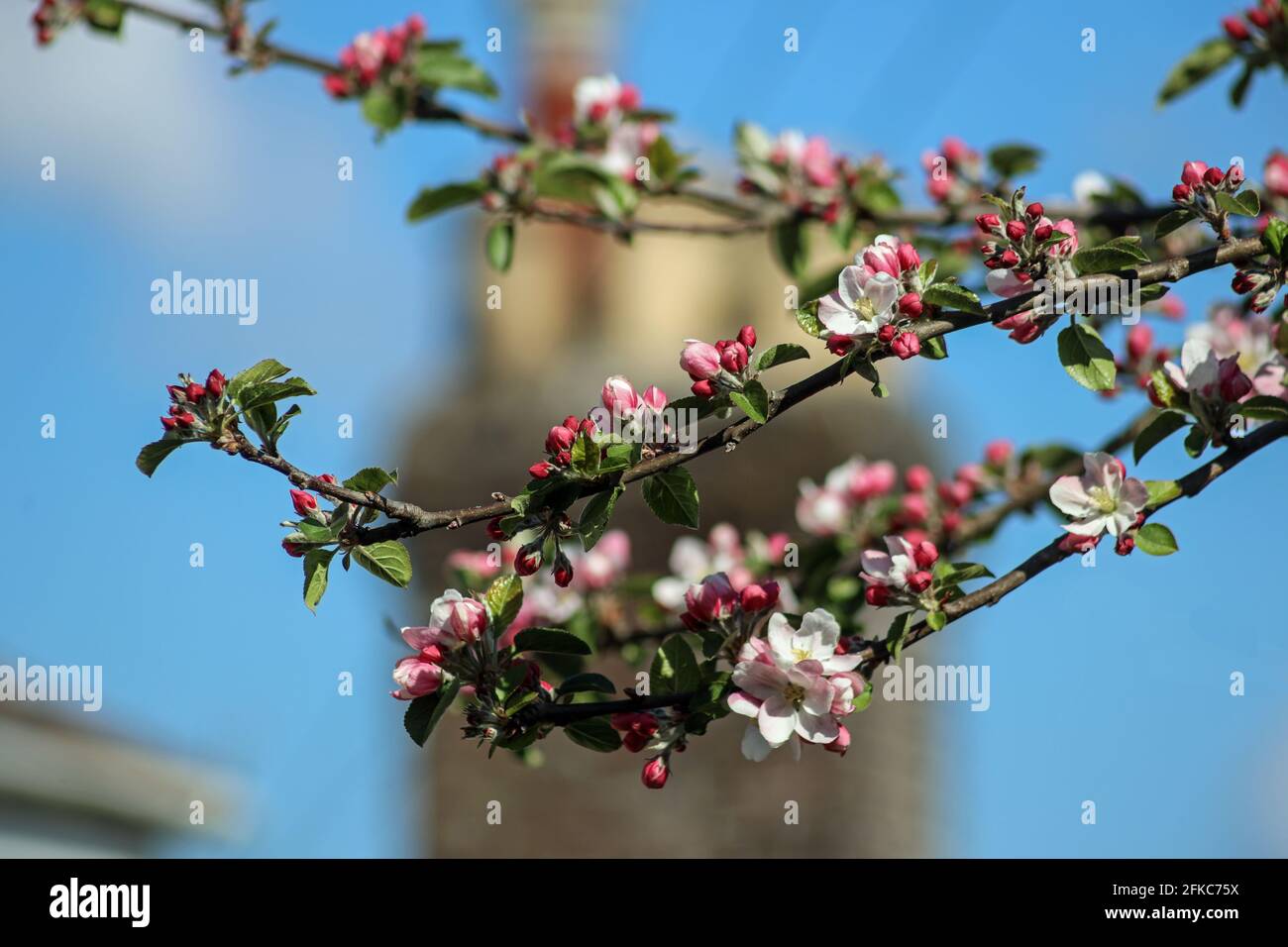 Gemme rosa e formicolato fiore bianco sul ramo di un albero di mele in un ambiente urbano Foto Stock