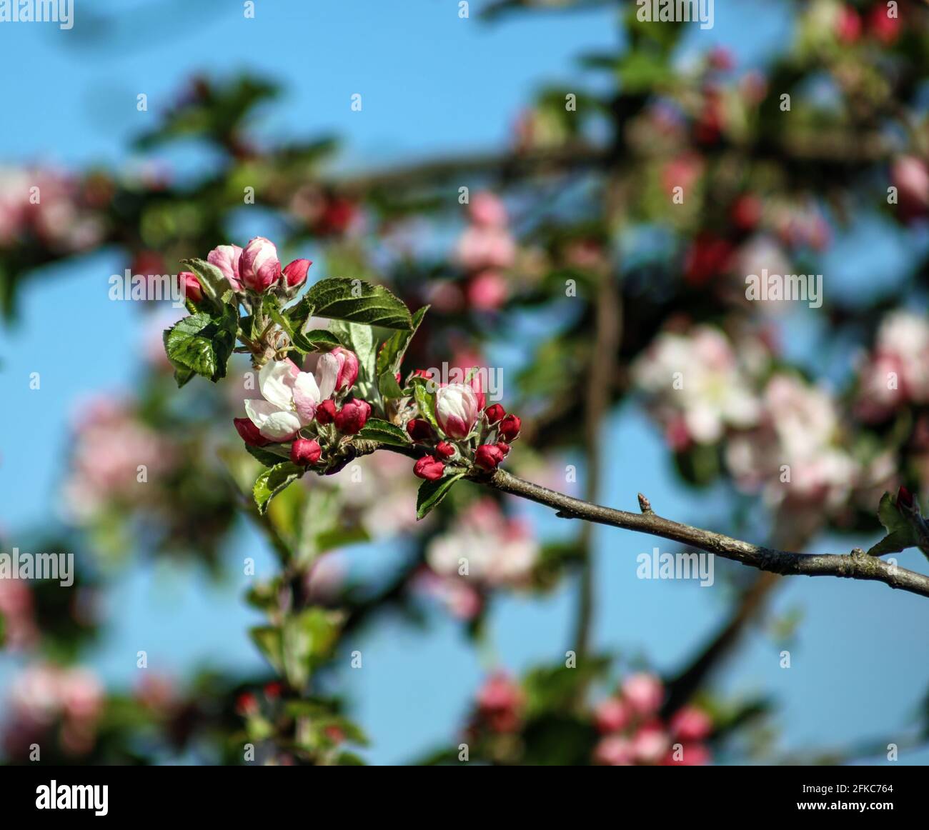 Un ramo con la fioritura della mela conferma che la primavera è qui Foto Stock