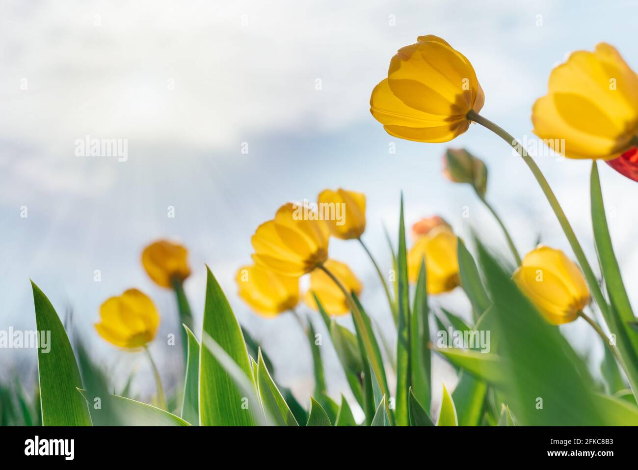 Tulipani gialli che ondeggiano nel vento contro un cielo nuvoloso Foto Stock