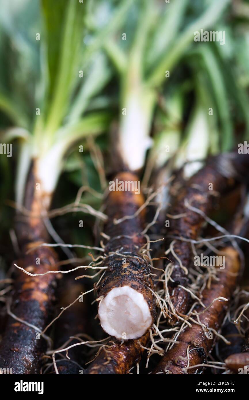 Scorzonera salsifica nera spagnola da vicino, verdure di radice appena raccolte dal giardino estivo e sporche di terreno Foto Stock