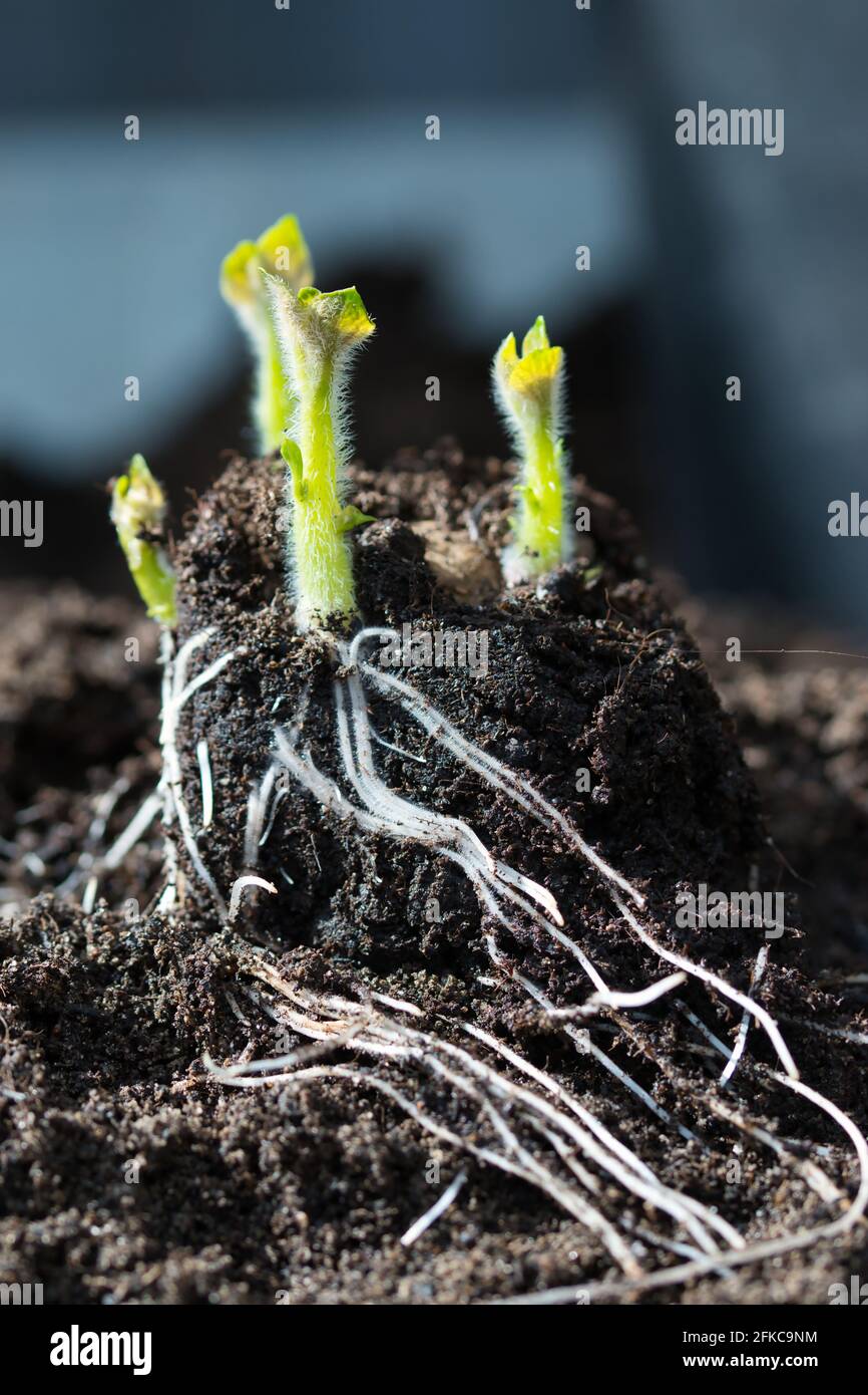 Germogli di patate germoglianti di varietà di primo apparire di rosa, germogli verdi piccoli con le foglie pelose e le radici bianche che escono dalla patata di seme Foto Stock