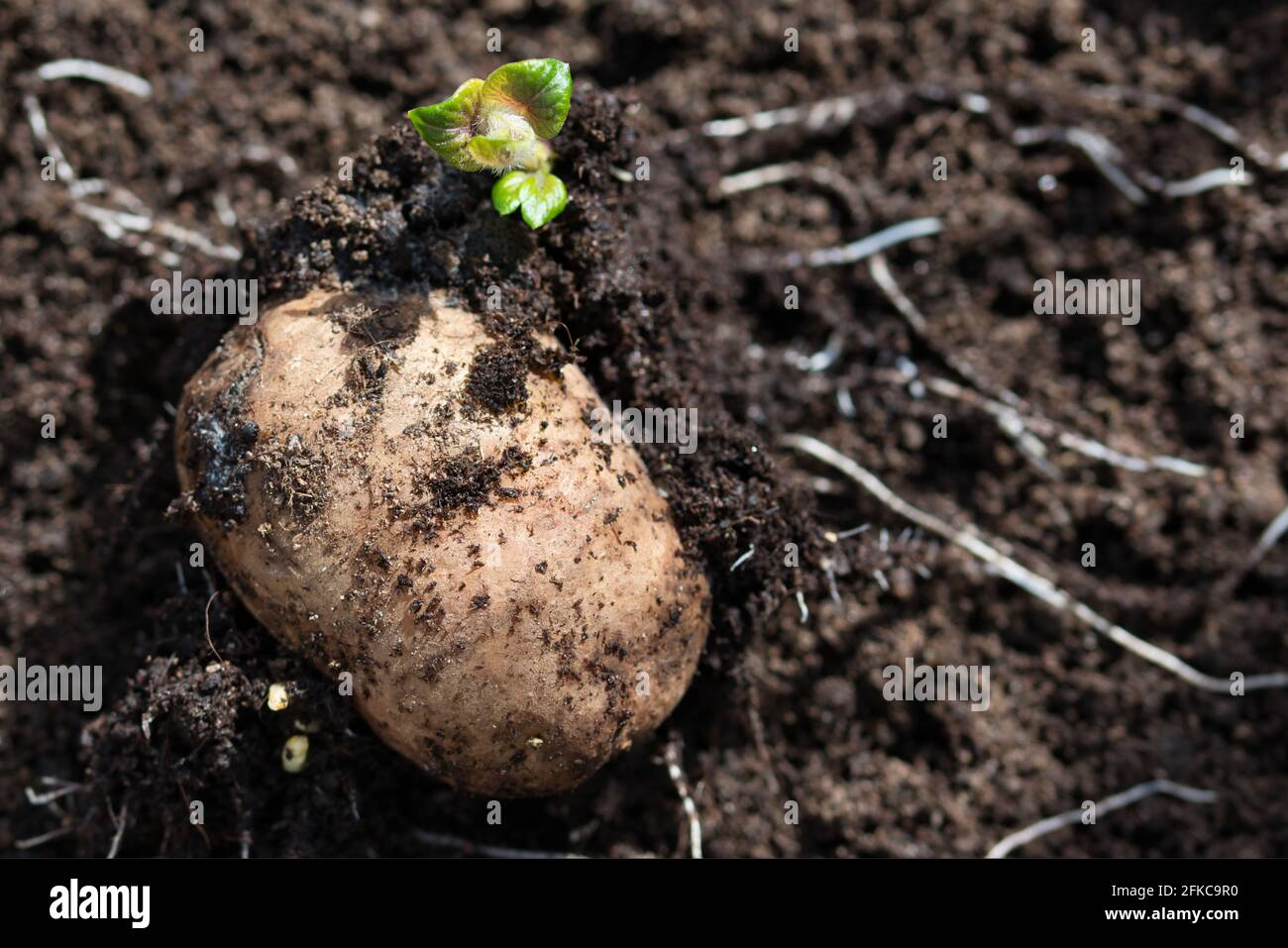 Germogli di patate germoglianti di varietà di primo apparire di rosa, germogli verdi piccoli con le foglie pelose e le radici bianche che escono dalla patata di seme Foto Stock