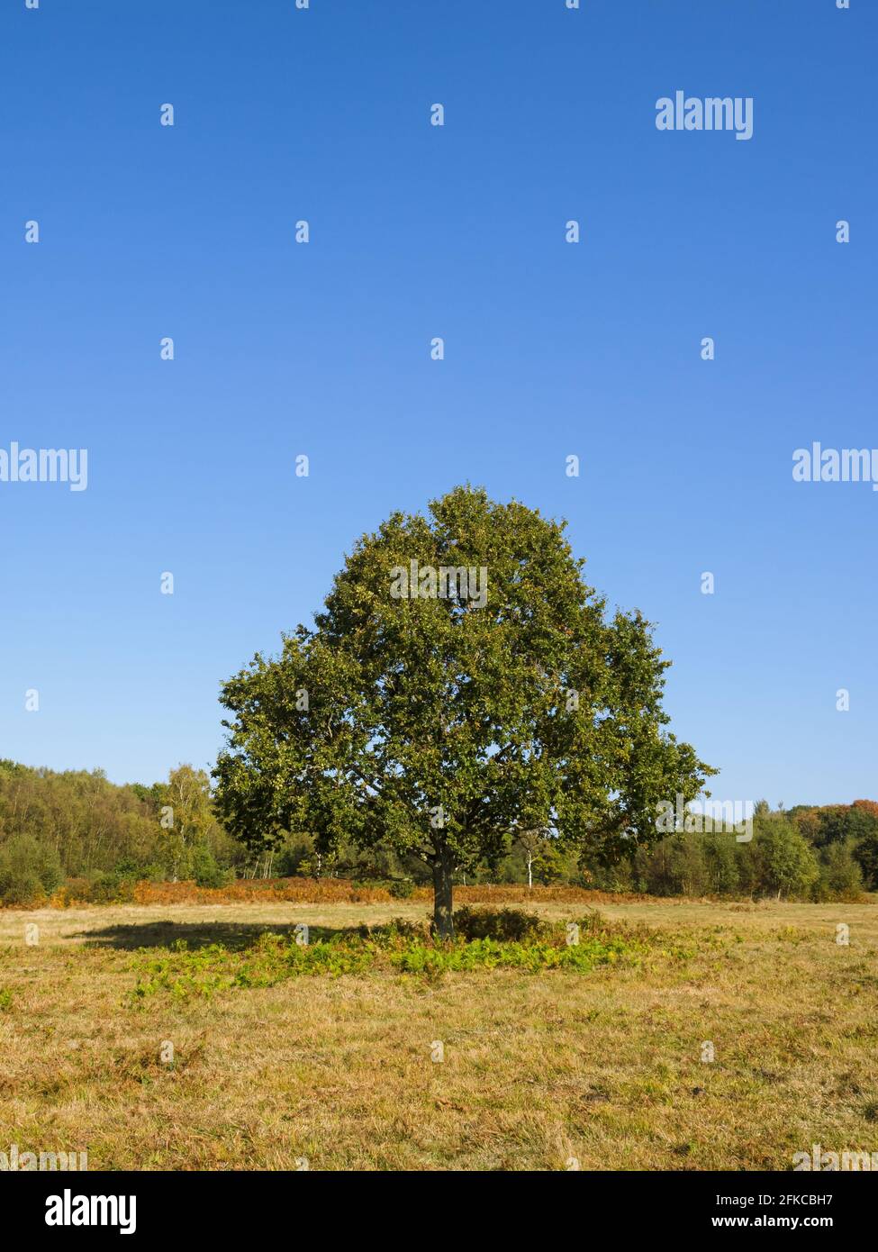 Una piccola quercia si erge da sola su un terreno comune al sole d'autunno, contro un cielo azzurro Foto Stock