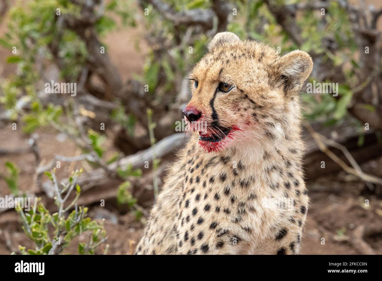 I cheetah affamati presto si sono rimessi in loro pasto. MASHATU GAME RESERVE, BOTSWANA: VEDI il momento QUATTRO ghepardi hanno lottato un POVERO ANTELOPE fino al gr Foto Stock