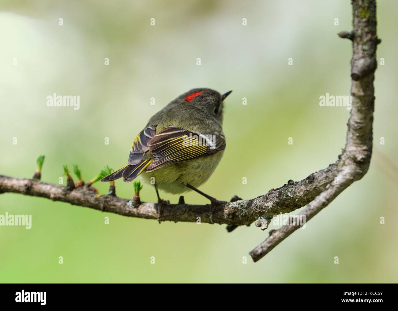 Un Kinglet coronato da Ruby, Regulus calendula, dal retro che mostra le piume dell'ala e la corona rossa arroccata sul ramo Foto Stock