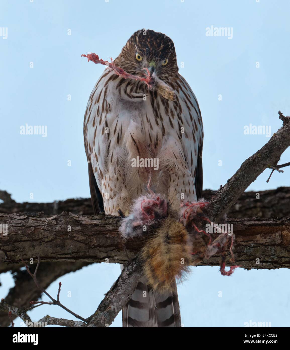 Falco di Cooper, Accipiter cooperii, mangiare scoiattolo rosso pregare mentre arroccato. Con la zampa di animale in becco Foto Stock