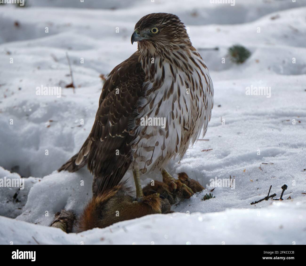 Falco di Cooper, Accipiter cooperii, in piedi sopra lo scoiattolo rosso pregarlo appena nella neve Foto Stock