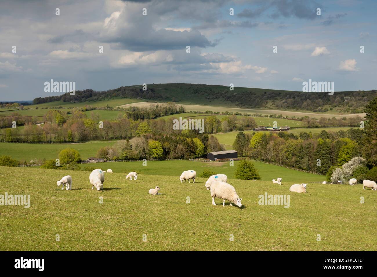 Vista di Beacon Hill dal viandante a piedi sentiero a sud con pecore nel pomeriggio primavera sole, vicino Highclere, Hampshire, Inghilterra, Regno Unito Foto Stock