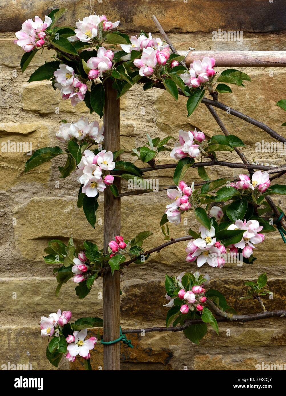 Fioritura di Giove Apple che cresce su un cordone. Foto Stock