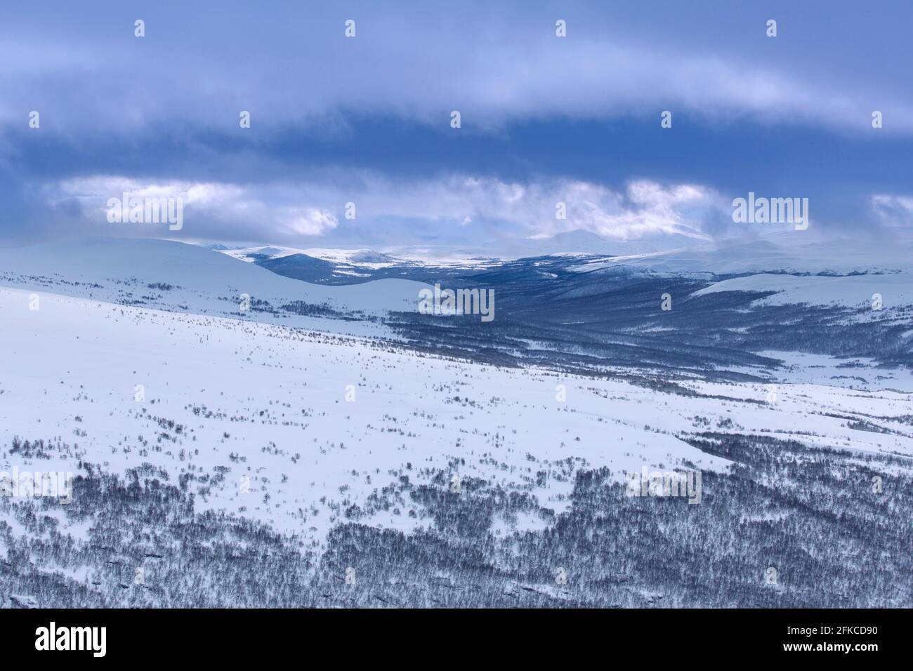Foresta con alberi di betulla nella neve al Dovrefjell–Sunndalsfjella National Park in inverno, Norvegia Foto Stock
