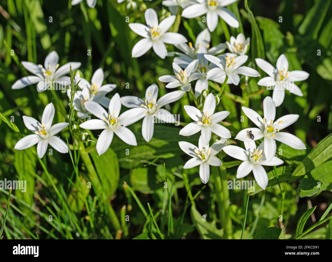 Stelle del latte in fiore, ornitogallo, in primavera Foto Stock