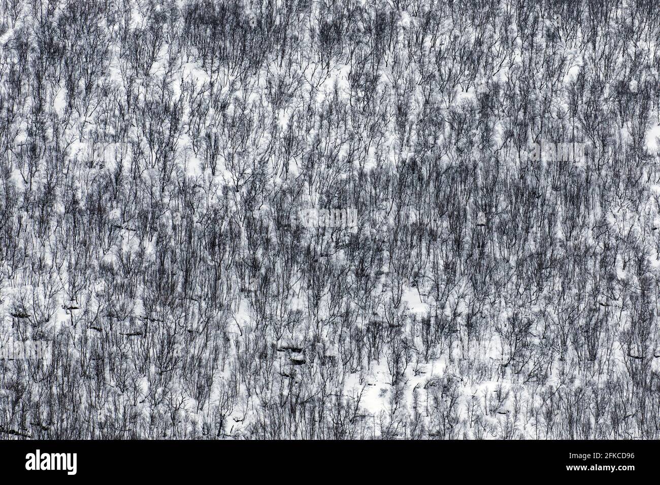 Foto astratta che mostra la vista aerea sugli alberi di betulla nella neve di taiga / foresta boreale in inverno Foto Stock