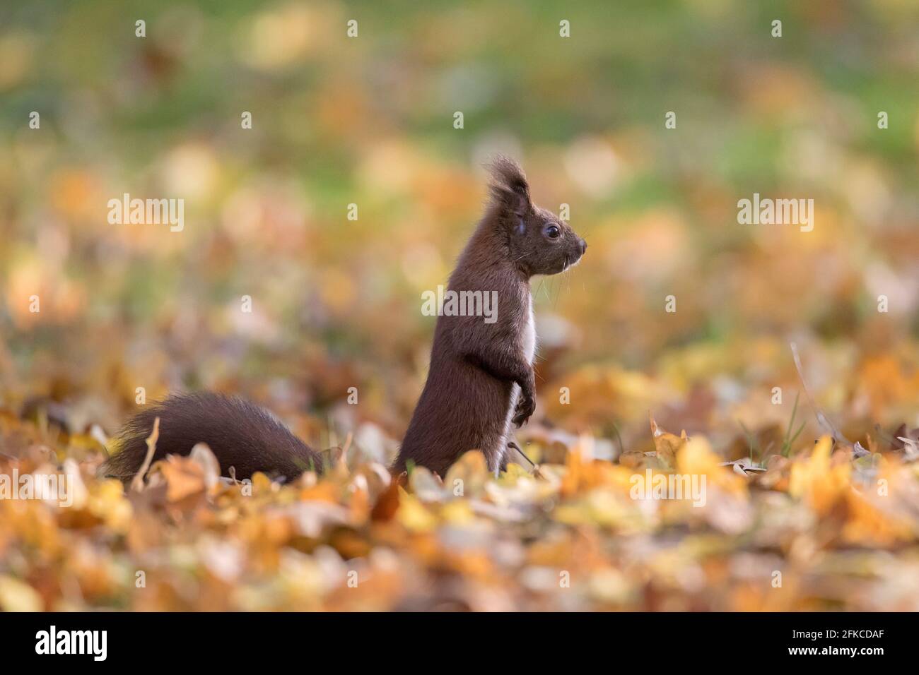 Allerta scoiattolo rosso eurasiatico (Sciurus vulgaris) ricerca di pericolo sul terreno in foglia cucciolata su il pavimento della foresta nel bosco d'autunno Foto Stock