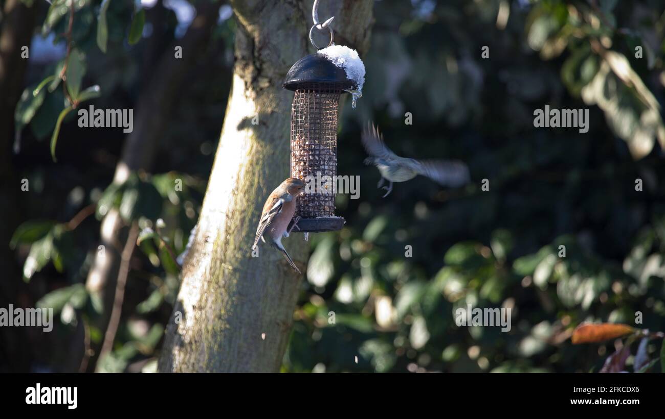 Chaffinch Fringilla coelebs che si nutrano da un alimentatore di uccelli da giardino in Inghilterra, Regno Unito Foto Stock