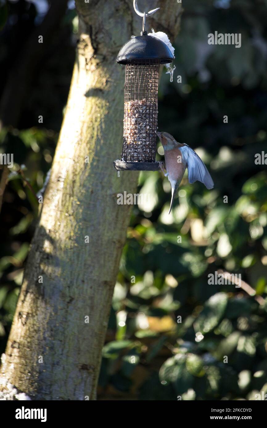 Chaffinch Fringilla coelebs che si nutrano da un alimentatore di uccelli da giardino in Inghilterra, Regno Unito Foto Stock