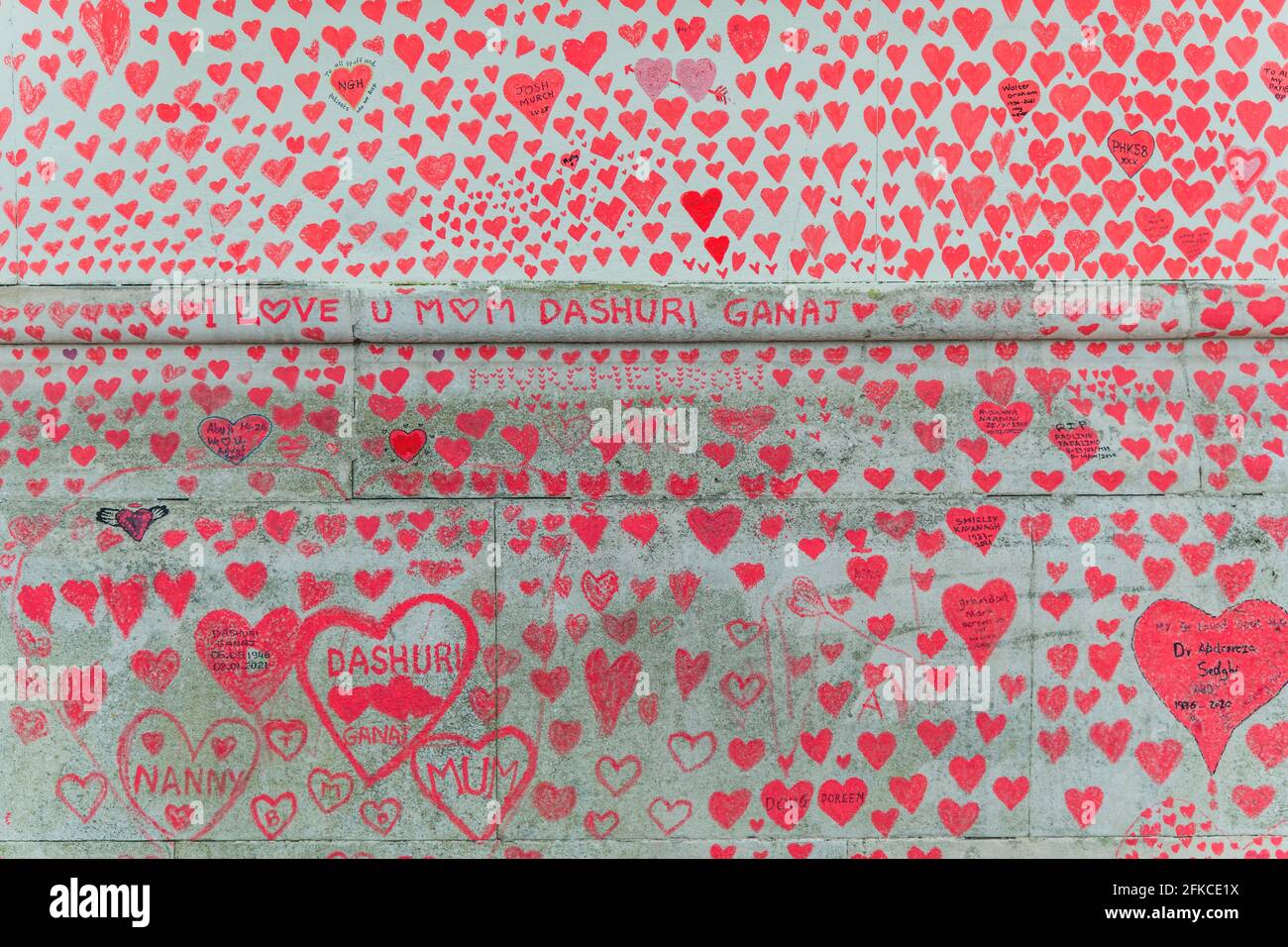 Londra, Regno Unito. 30 Apr 2021. La parete commemorativa nazionale del Covid fuori del St Thomas' Hospital sulla southbank è ora in gran parte completata. La famiglia e gli amici di alcune delle oltre centoquarantacinquemila persone che hanno perso la vita a Covid-19 hanno attirato i cuori a mano su un muro di fronte al Parlamento di Londra. Ogni cuore rappresenta qualcuno che è stato amato e che è morto di covid. È stato organizzato dalle famiglie covide-19 in lutto per la giustizia. Credit: Guy Bell/Alamy Live News Foto Stock