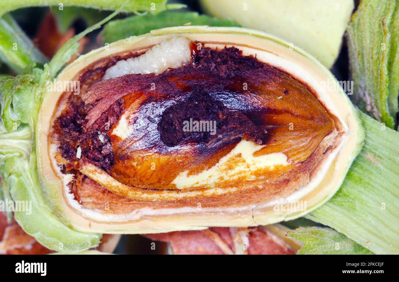 Nocciolo danneggiato da larva di ciglia Curculio nuco. Foto Stock
