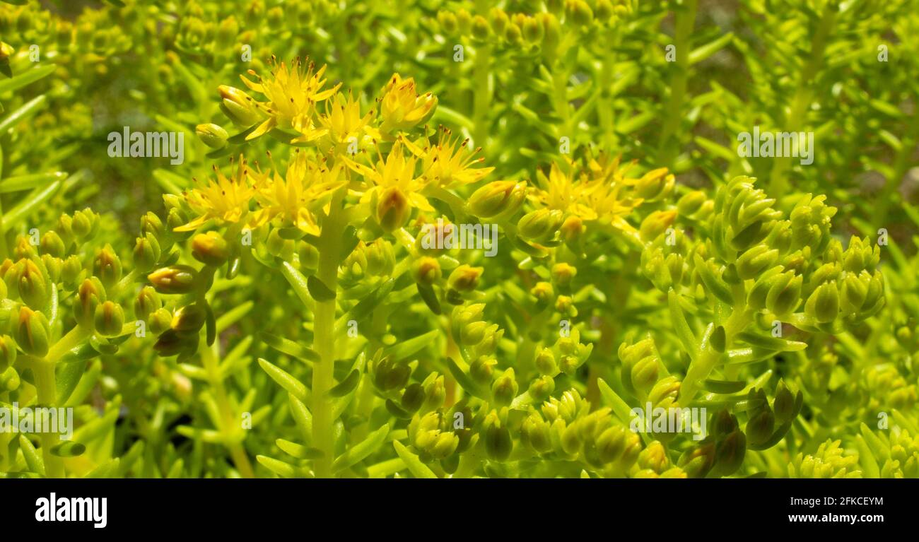 Primo piano foto dei fiori gialli a forma di stella della pianta succulenta della rupestre di sedum "Lemon Ball". Foto Stock