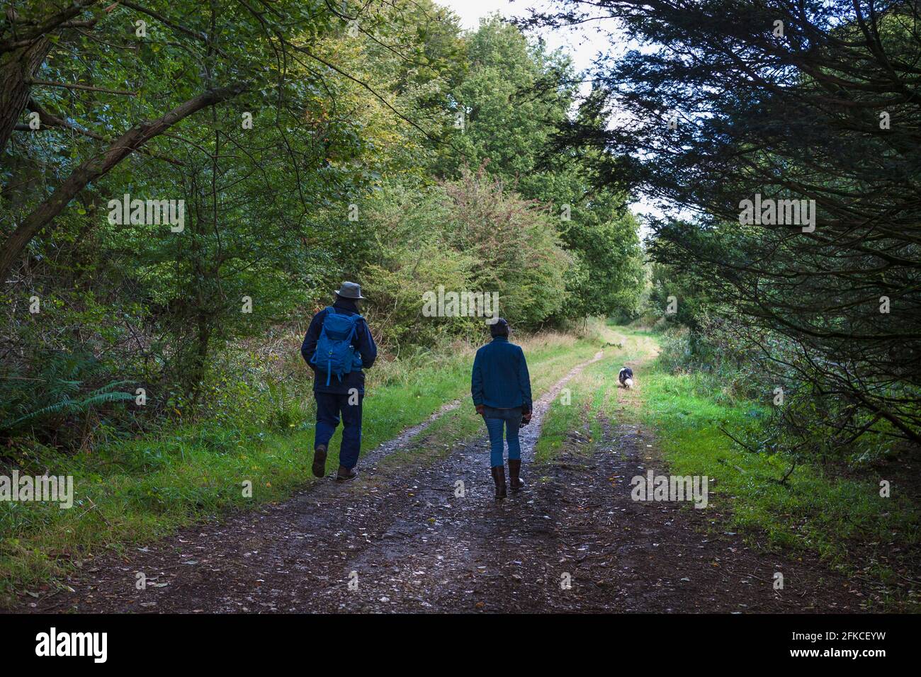 Due escursionisti e un cane camminano su una pista boschiva a Blackbush Copse, South Downs National Park, West Sussex, Inghilterra, Regno Unito. MODELLO RILASCIATO Foto Stock