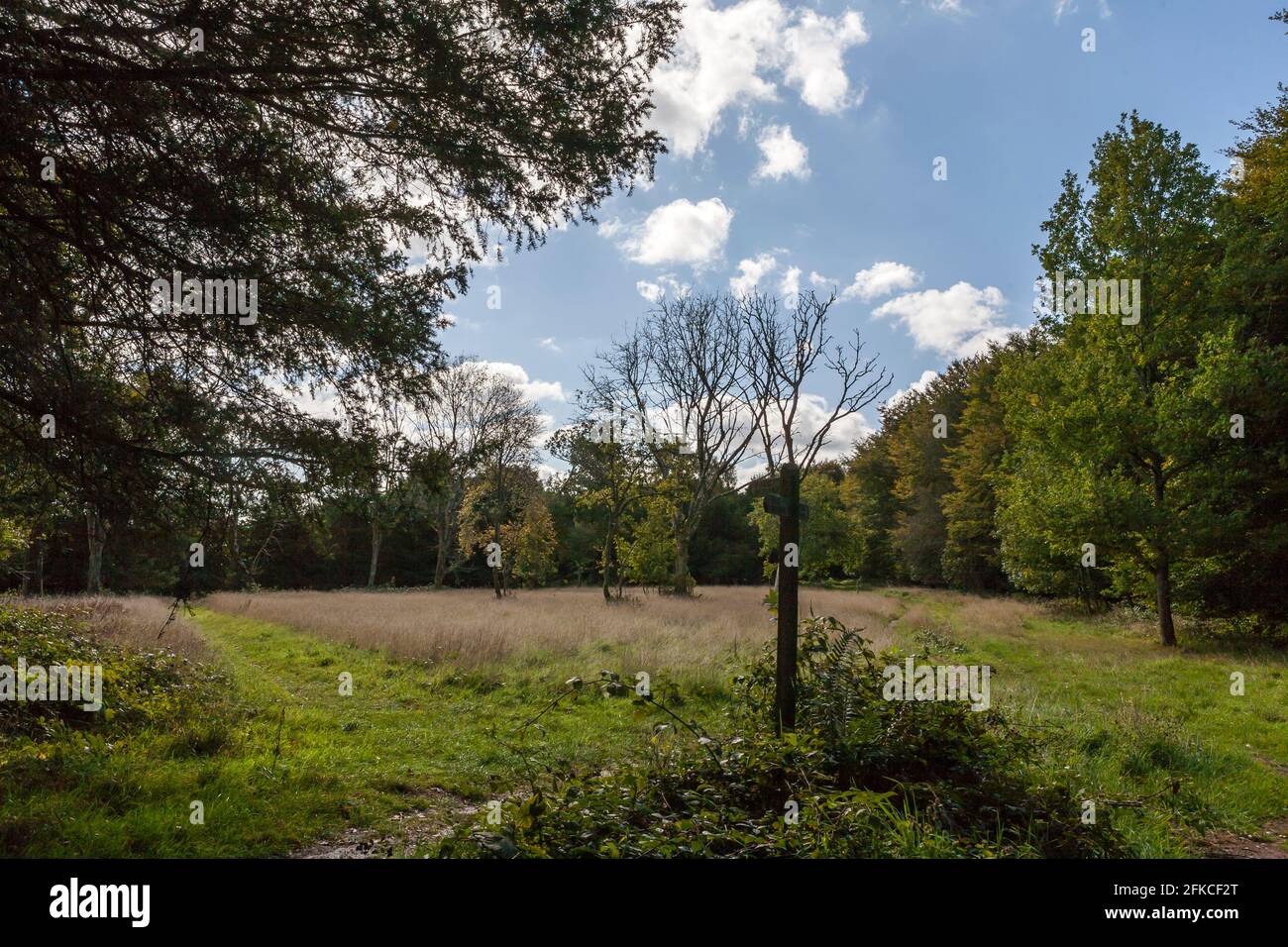 Percorsi attraverso boschi aperti e un fingerpost in Blackbush Copse, Bow Hill, South Downs National Park, West Sussex, Inghilterra, Regno Unito Foto Stock