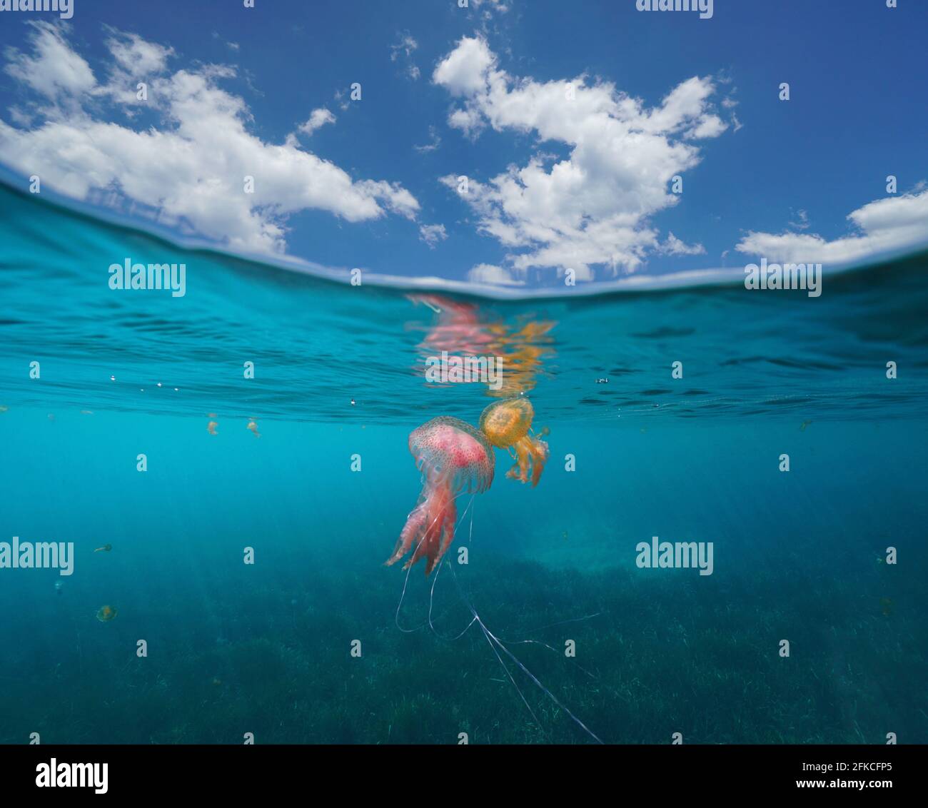 Stagcape con meduse in mare e cielo blu con nuvola, vista su e sotto la superficie dell'acqua, Mediterraneo Foto Stock