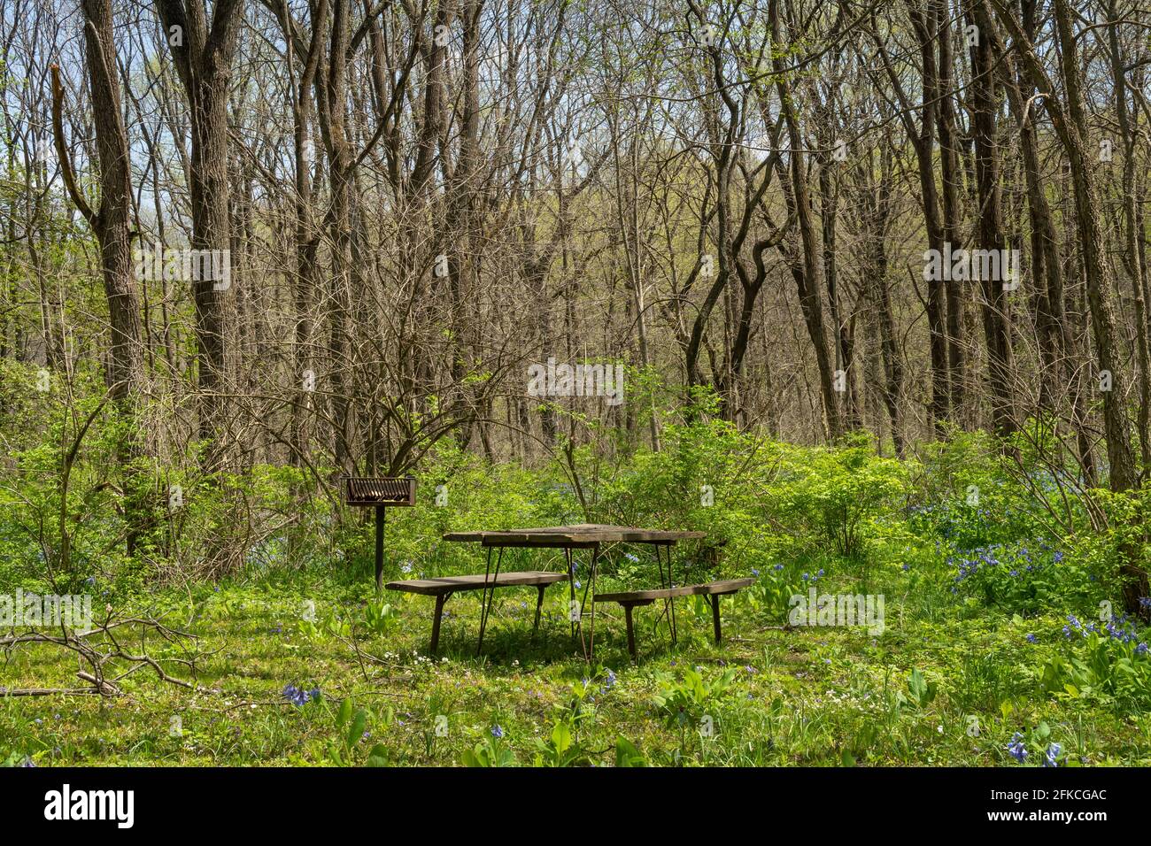 Area pic-nic nascosta tra gli alberi nel sole primaverile. Franklin Creek state Nature Area, Franklin Grove, Illinois, Stati Uniti. Foto Stock