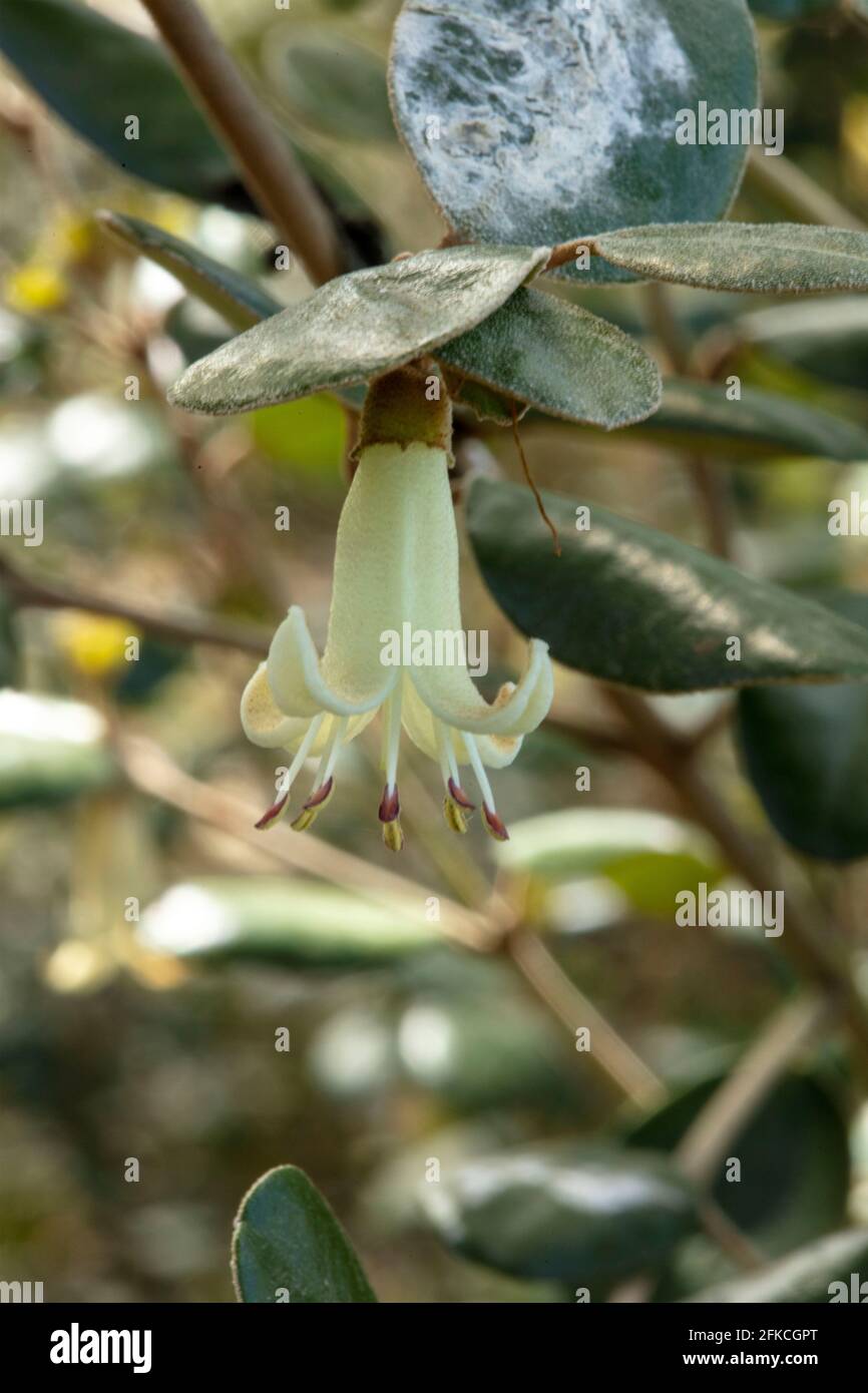 Correa backhouseana, Backhouse Australian fuchsia, Correa reflecta 'Backhousiana', Correa backhousiana, fiore e fogliame Foto Stock