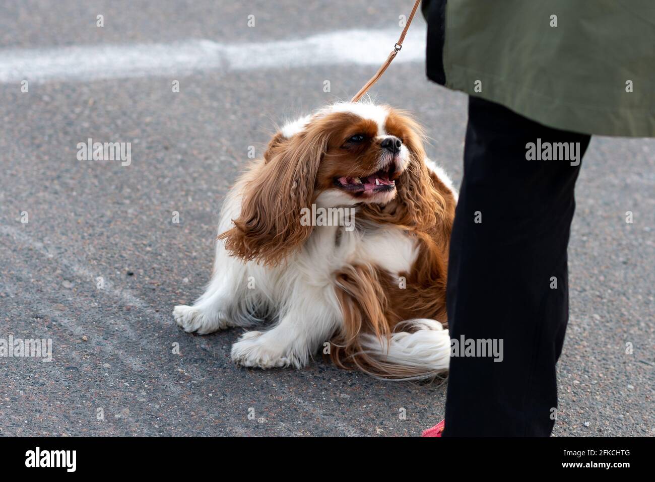 Cavalier re Charles Spaniel, al guinzaglio, accanto al proprietario Foto Stock