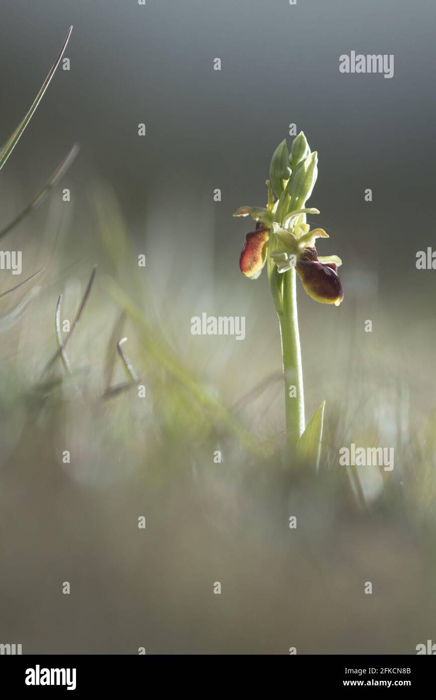 Orchidea ragno (Ophrys sphegodes) sul South Downs. East Sussex, Regno Unito. Foto Stock