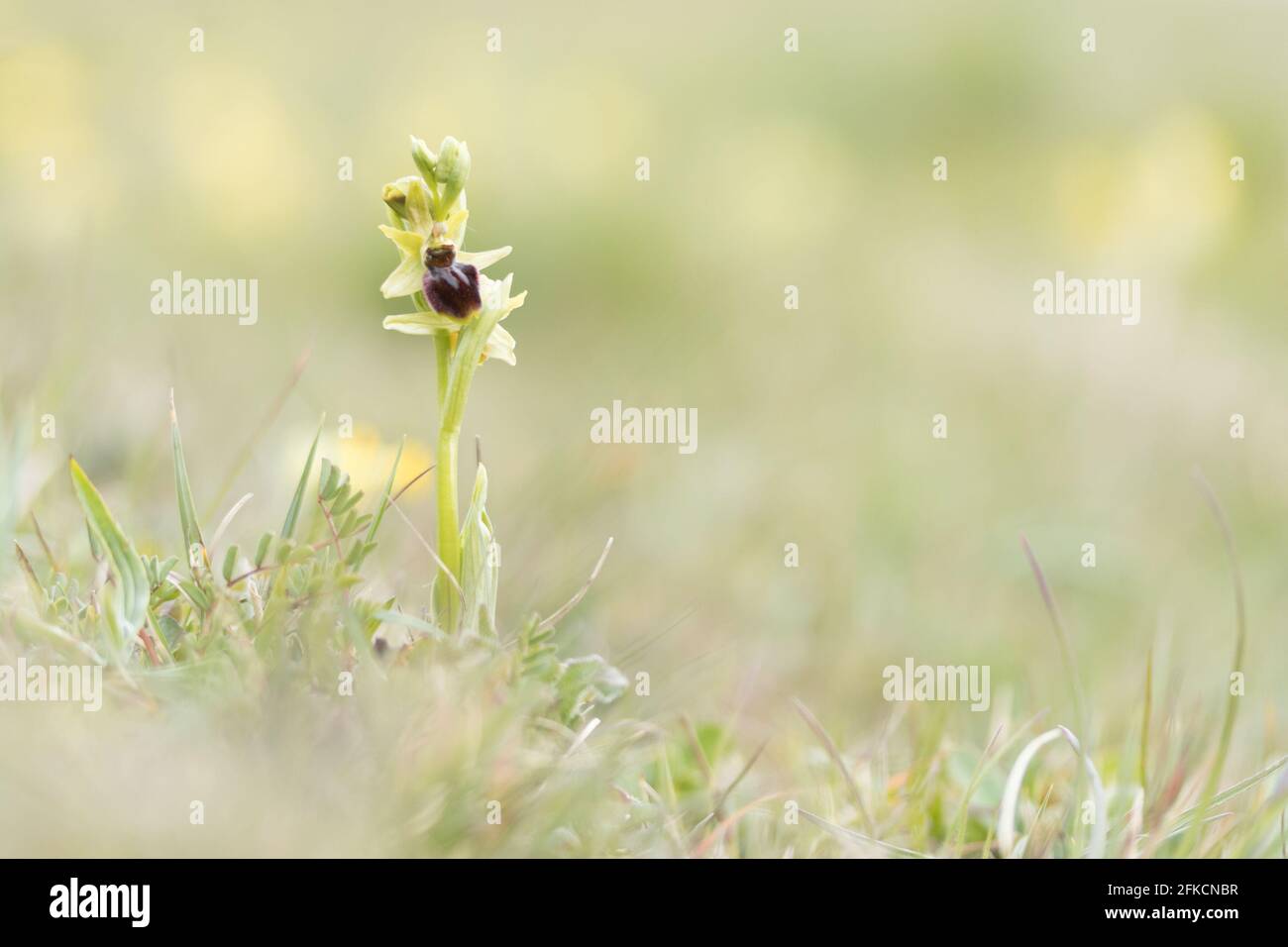 Orchidea ragno (Ophrys sphegodes) sul South Downs. East Sussex, Regno Unito. Foto Stock