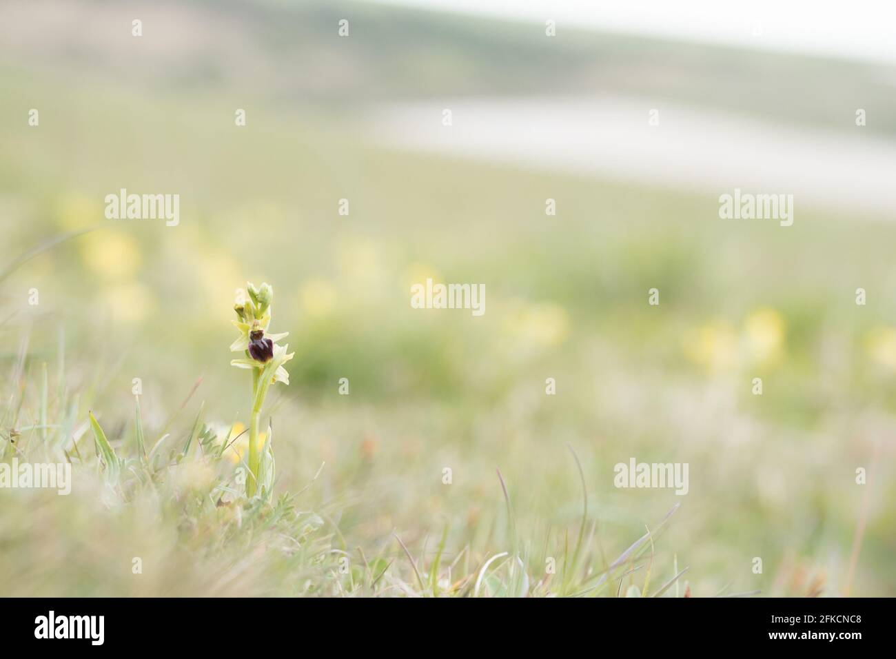 Orchidea ragno (Ophrys sphegodes) sul South Downs. East Sussex, Regno Unito. Foto Stock