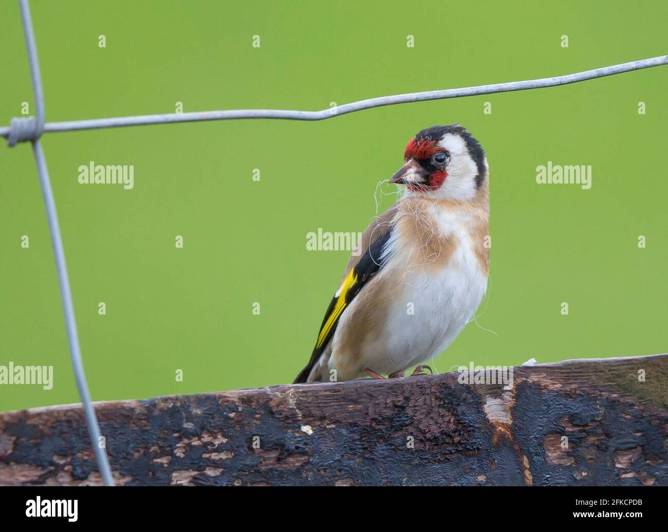 Kidderminster, Regno Unito. 30 aprile 2021. Tempo nel Regno Unito: Anche se la primavera è lenta ad iniziare con il tempo particolarmente freddo e umido ancora con noi oggi, questi piccoli uccelli del bignolo stanno tuttavia progettando in anticipo e facendo i preparativi essenziali per la stagione di nidificazione. Le fibre di lana di pecora si rivelano un materiale di nidificazione pratico e i nostri amici piume rurali si dirigono ai campi agricoli per alcuni raccoglitori ricchi. Credit: Lee Hudson/Alamy Live News Foto Stock