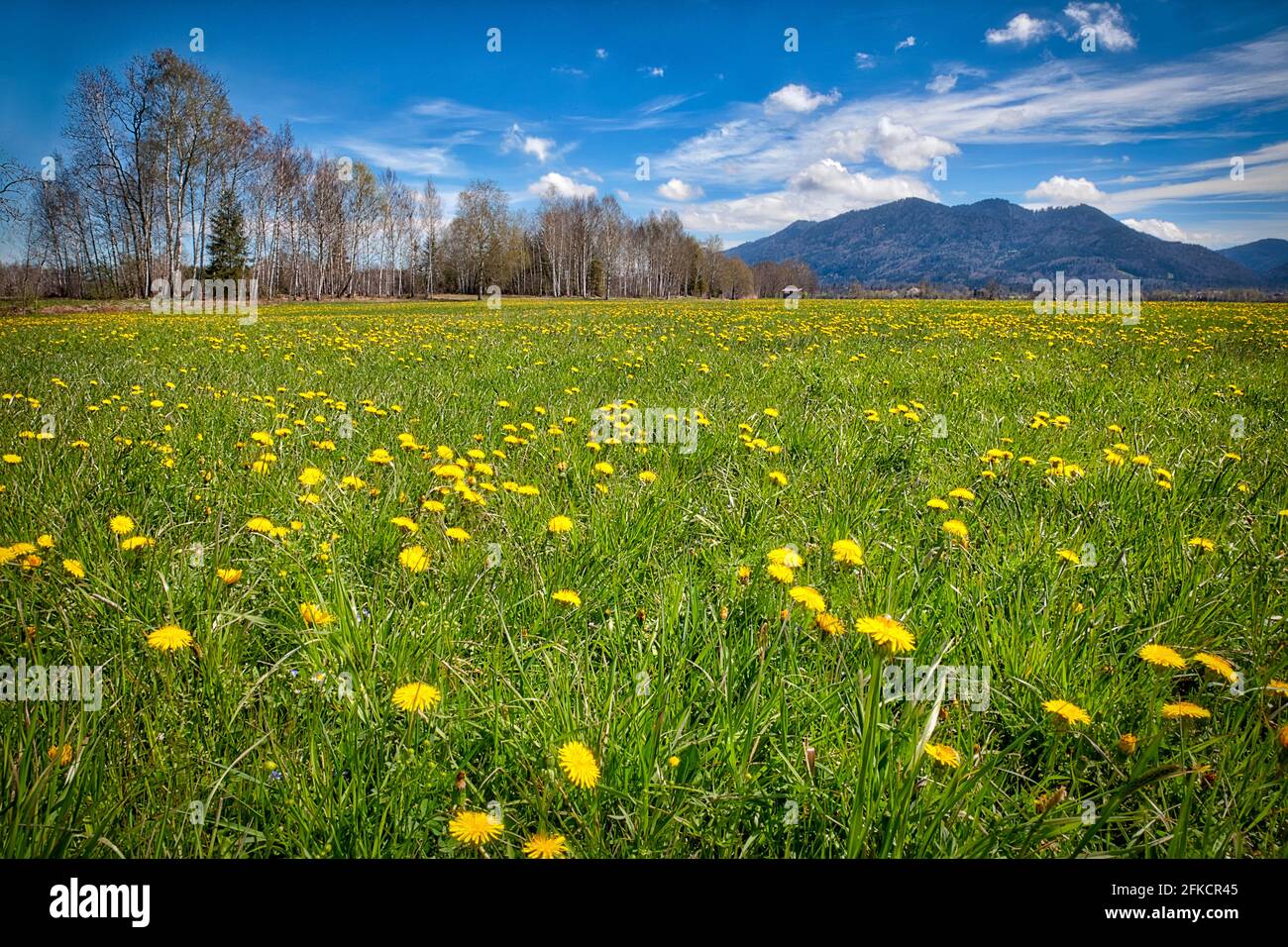 DE - BAVARIA: Loisach Moor nei pressi di Bich con Stallauer Eck montagna in background (HDR-Fotografia) Foto Stock