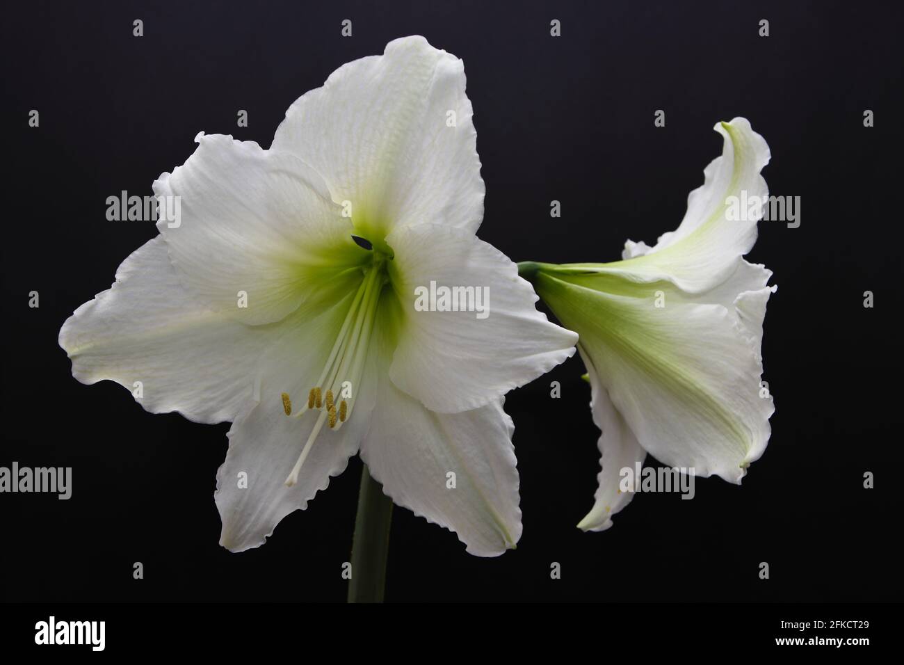 Quasi assoluta bellezza - incredibile big flower Hippeastrum (talvolta erroneamente chiamato Amaryllis) Foto Stock