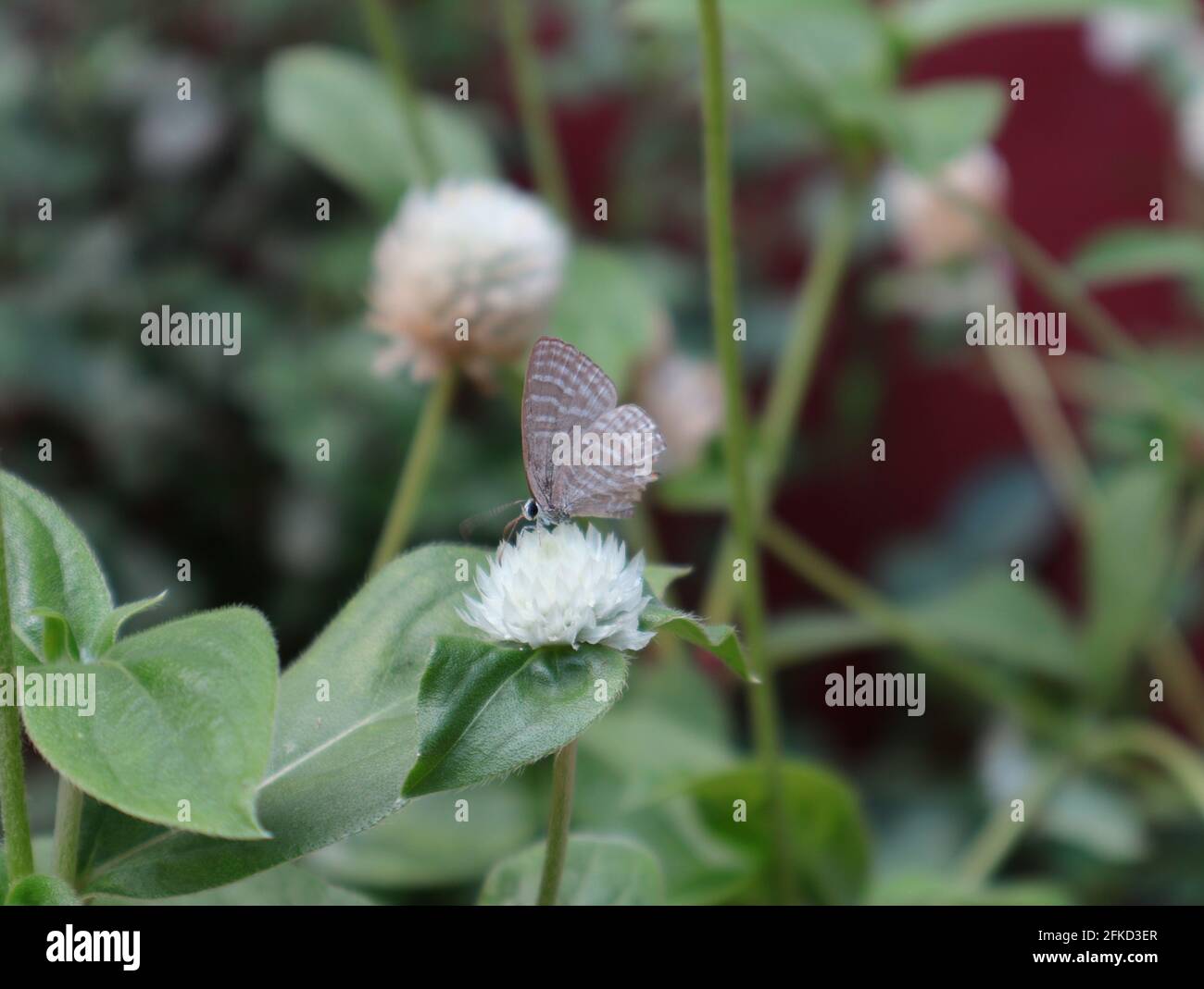 Una farfalla cerulea metallica rotta alata che alimenta su un bianco un fiore bianco con la foglia Foto Stock