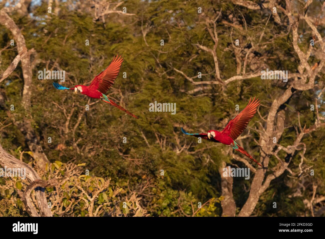 Brasile, Mato Grosso do sul, Jardim, Scarlet macaws in volo Foto Stock