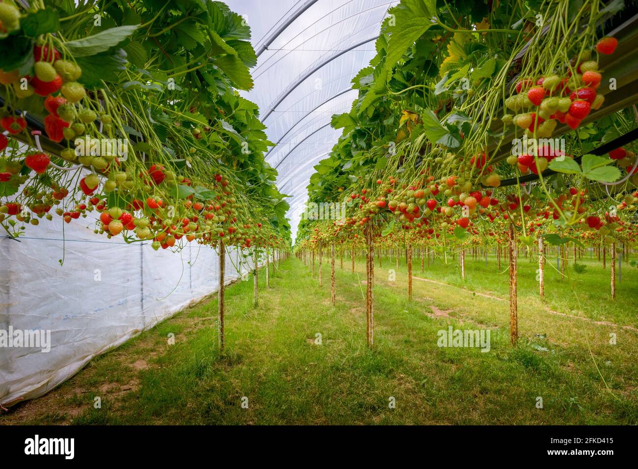 Regno Unito, Hereford, fragole che coltivano in azienda agricola biologica Foto Stock
