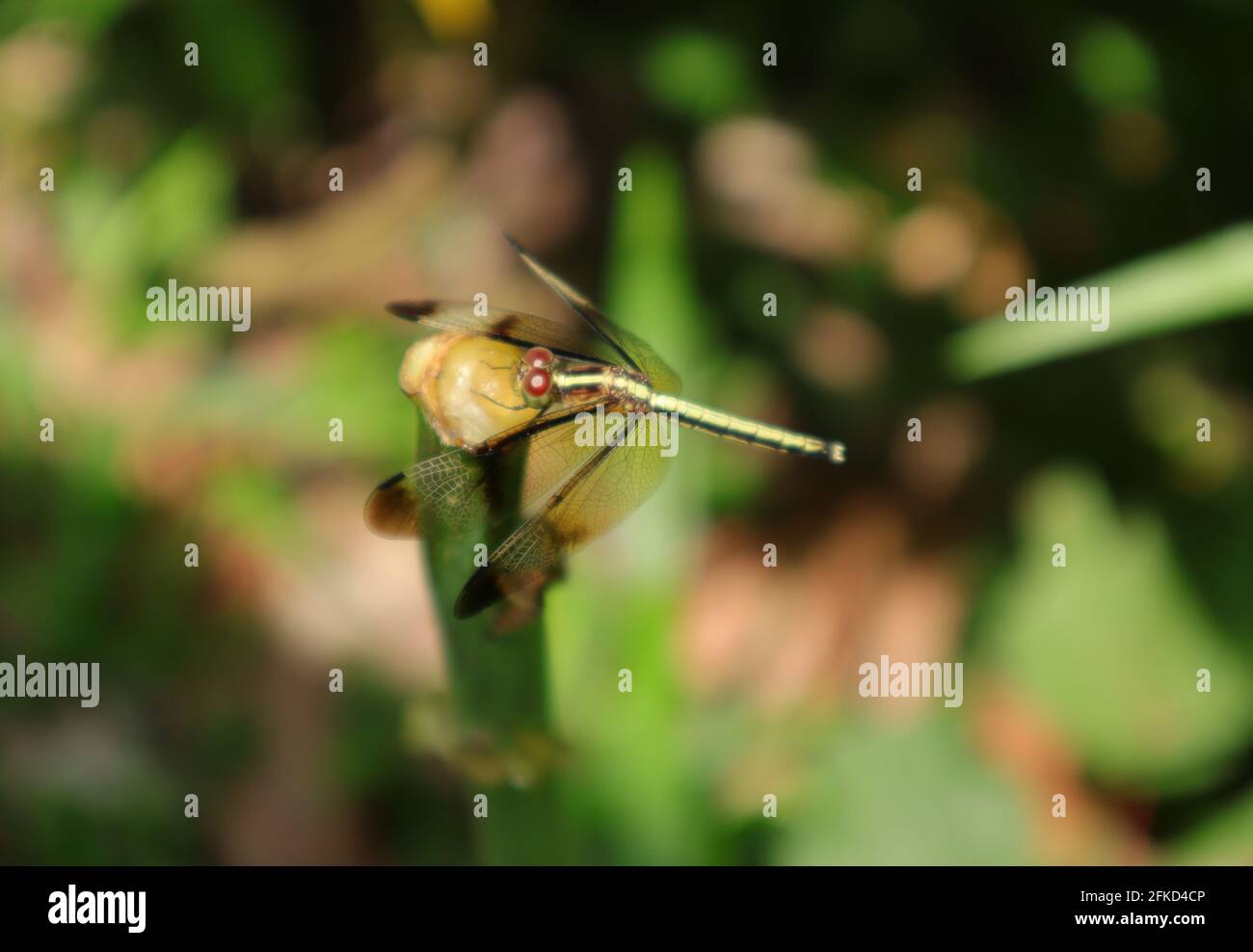 Vista dall'alto di una libellula skimmer color giallo dorato arroccata sulla parte superiore di una bacchetta verde Foto Stock