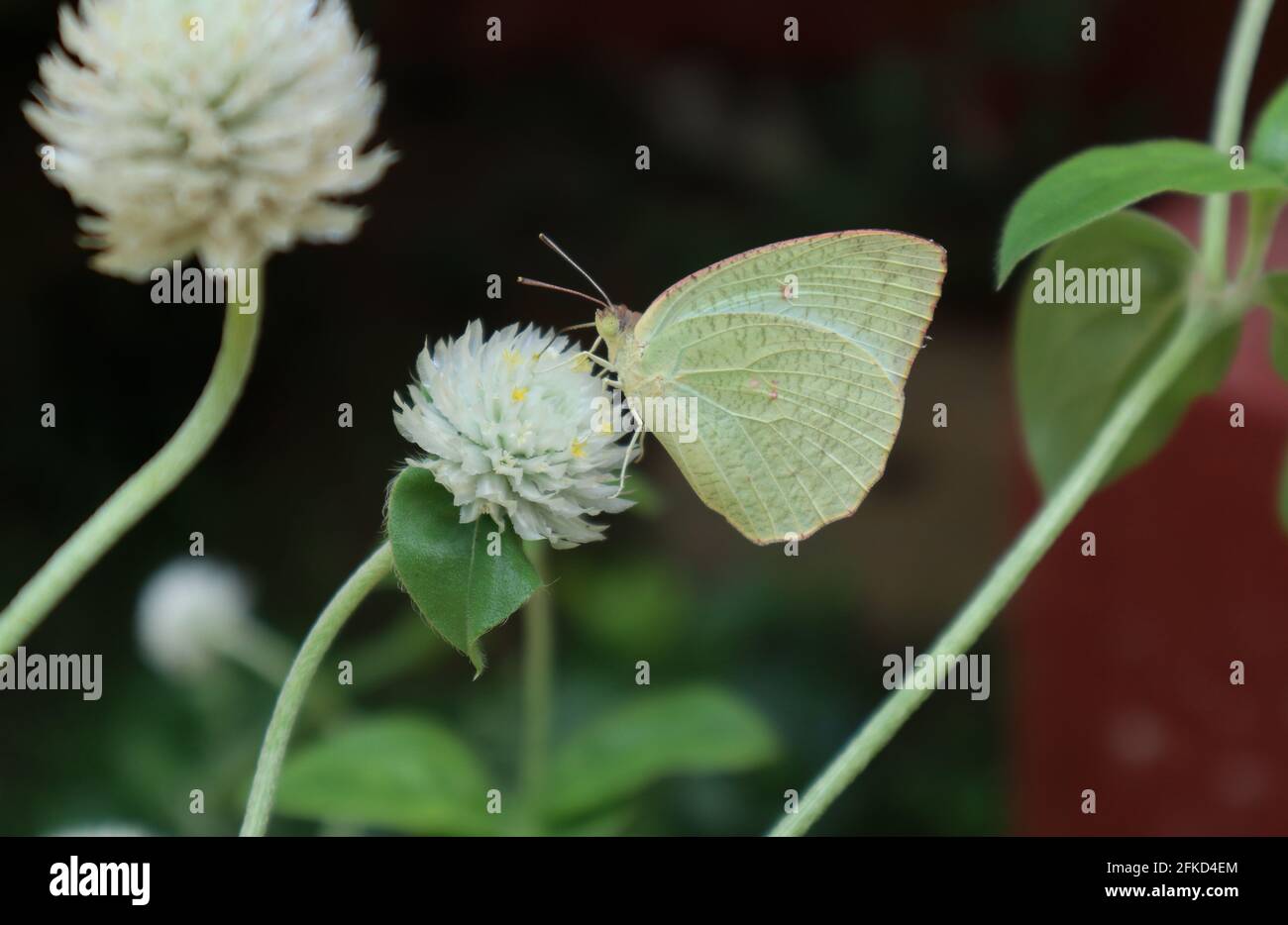 Primo piano di una crema di colore Limone emigrante alimentazione farfalla su un bianco un fiore bianco nel giardino con foglia Foto Stock