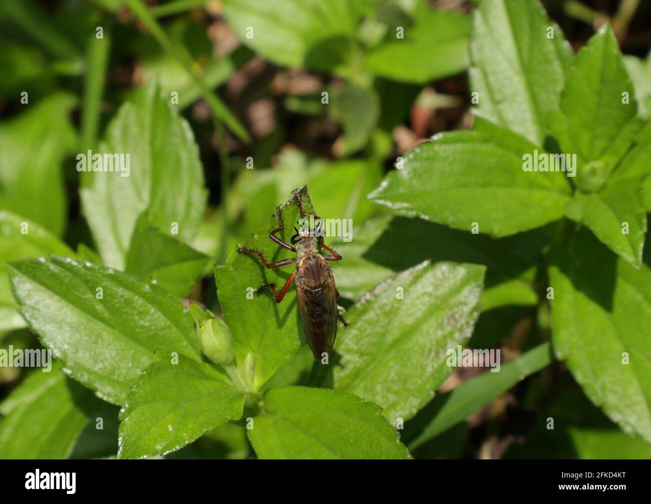 Vista dall'alto di un insetto sconosciuto che mangia predatore insetto sopra una foglia verde con poche foglie Foto Stock