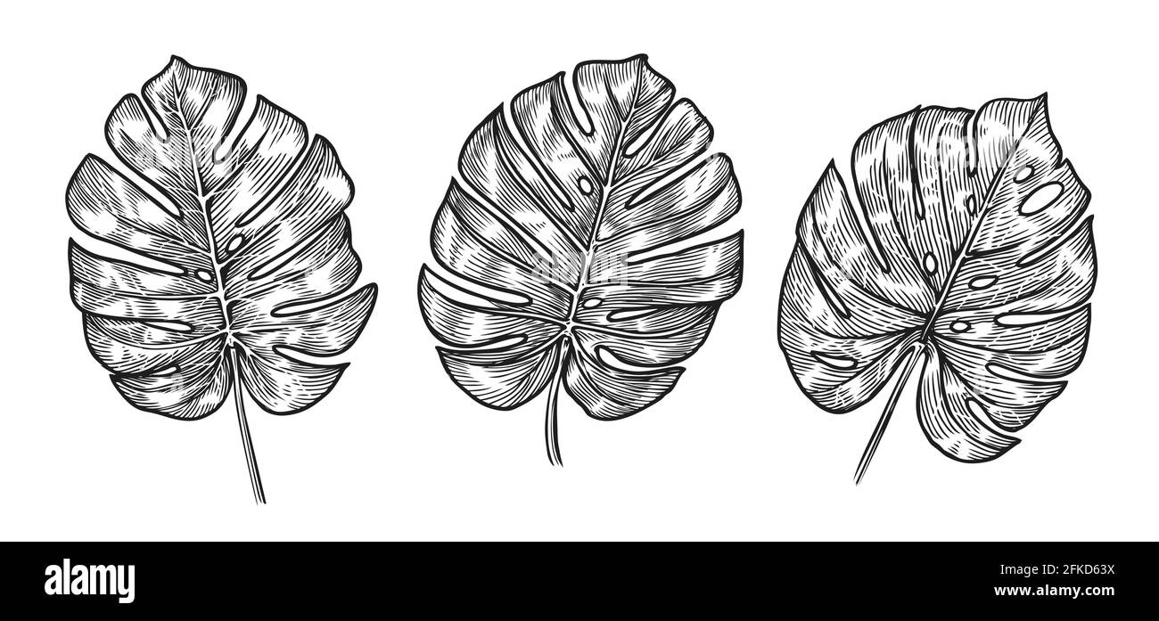 Schizzo di foglie tropicali di Monstera. Set di illustrazioni vettoriali isolato su bianco Illustrazione Vettoriale