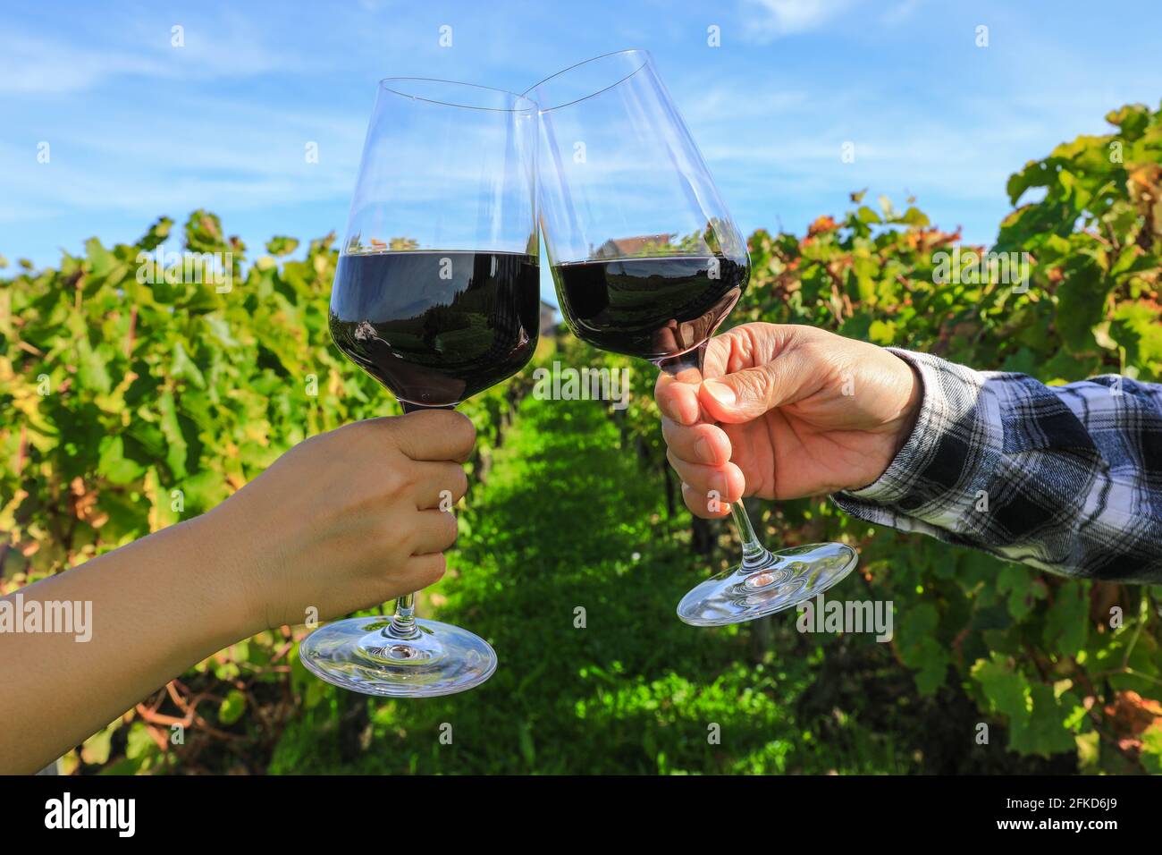 Primo piano su mani che tostano bicchieri di vino rosso al vigneto Foto Stock